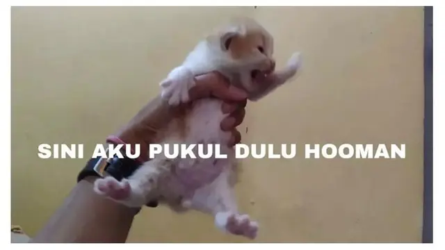 8 Potret Meme Kucing saat Emosi Ini Justru Bikin Gemas