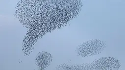 Ribuan burung jalak membentuk formasi ketika melakukan migrasi di langit atas lahan pertanian dekat kota Beit Shean di Israel, Kamis (21/12). Biasanya, mereka memang terbang bersama membentuk suatu formasi tertentu. (AFP PHOTO/MENAHEM KAHANA)