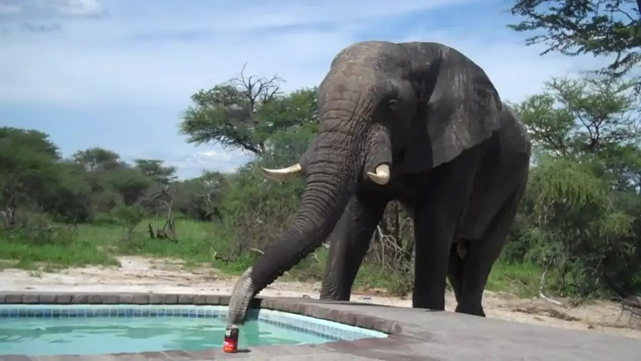 Berenang Dalam Air Minum 