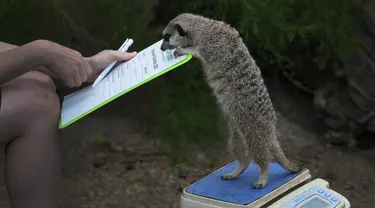 Frank si Meerkat ditimbang dalam acara Penimbangan Tahunan Kebun Binatang London, di London, Kamis, 24 Agustus 2023. (AP Photo/Kirsty Wigglesworth)