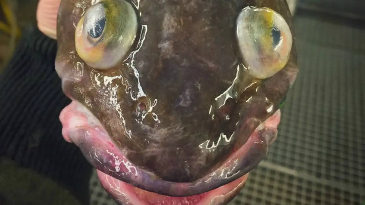 Deep ocean creatures (0)