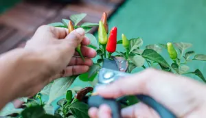 10 Kesalahan Menanam Cabai di Pekarangan yang Membuat Hama Berkembang Biak