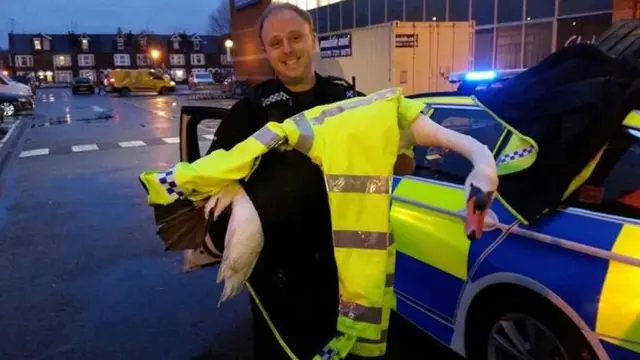 Polisi Inggris Tangkap dan Foto Selfie Bersama Seekor Angsa (THAMES VALLEY POLICE)
