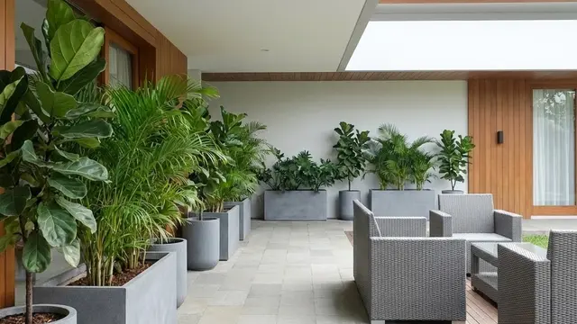 Model Teras Minimalis Modern dengan Tanaman Pot Monokrom