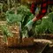 10 Sayuran Berdaun yang Bisa Tumbuh Kembali Setelah Dipanen, Cocok untuk Kebun Rumah