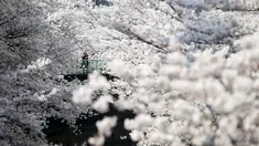 Seorang pria memotret bunga sakura yang bermekaran di Tokyo, Jepang, Senin (30/3/2015). Warga Jepang menikmati masa-masa mekarnya bunga sakura di seluruh negeri mereka. (REUTERS/Toru Hanai TPX IMAGES OF THE DAY)