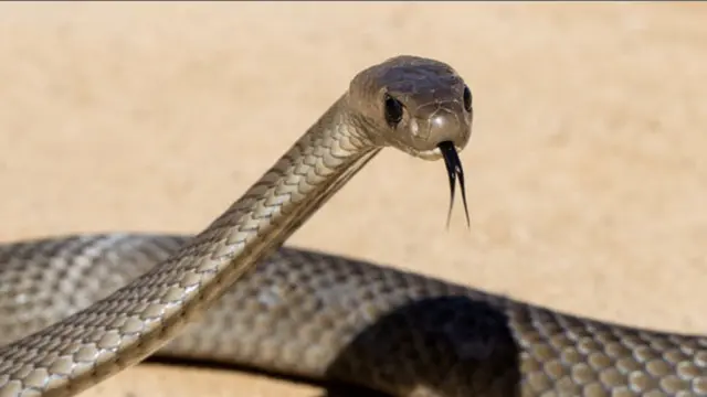 Eastern Brown Snake