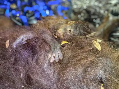 Sepasang induk dan bayi orangutan bernama Raya dan Rayu saat dievakuasi oleh petugas dari Balai Konservasi Sumber Daya Alam (BKSDA), TNI, dan Orangutan Foundation International (OFI) di Kotawaringin Timur, Kalimantan Tengah, Rabu,  2 September 2026.. (AFP/ Reina)