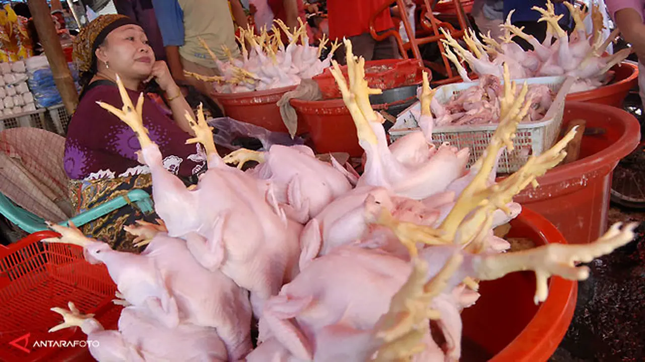 daging-ayam130725b.jpg