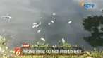 Petugas masih menyelidiki penyebab sejumlah ikan-ikan yang ditemukan mati di Kali Ancol, Jakarta Utara.