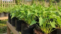 Tips Menanam Kangkung di Polybag, Panen Melimpah di Lahan Terbatas dalam Hitungan Minggu