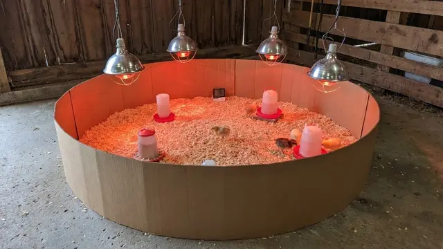 Ilustrasi Trik Memelihara Anak Ayam hingga Besar/Gemini AI