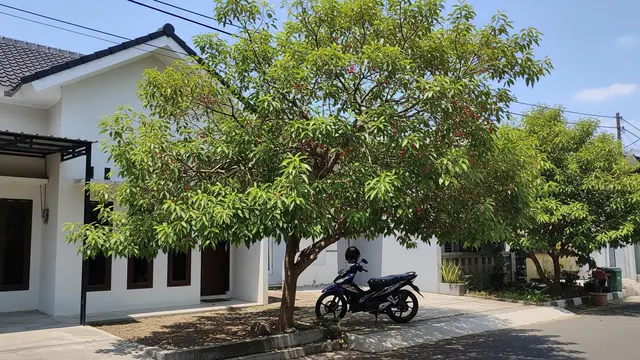 Tanaman Peneduh untuk Parkiran Motor