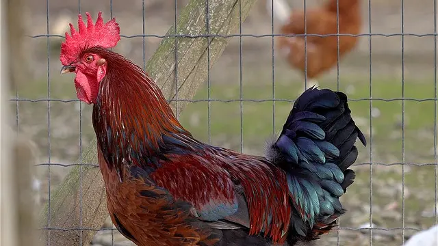Ilustrasi Ayam Jantan