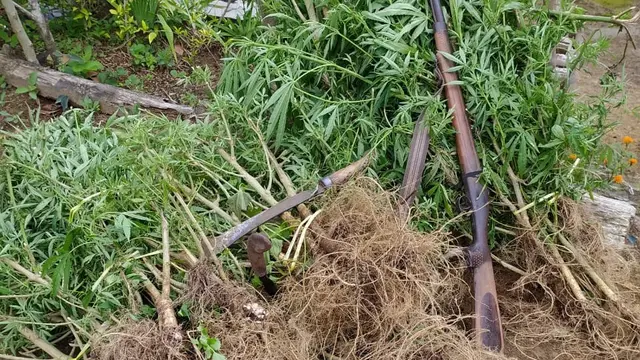 Pengungkapan ladang ganja di antara kebun kopi di Bengkulu.