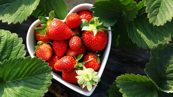 Copyright by Shutterstock.com