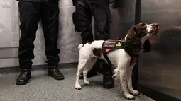 Lina dan polisi kereta api Ile de France melakukan patroli di sebuah stasiun kereta bawah tanah di Paris (4/9). Lina merupakan jenis anjing Spaniel yang biasa digunakan untuk pembilasan dan pengambilan permainan. (AFP Photo/Alain Jocard)