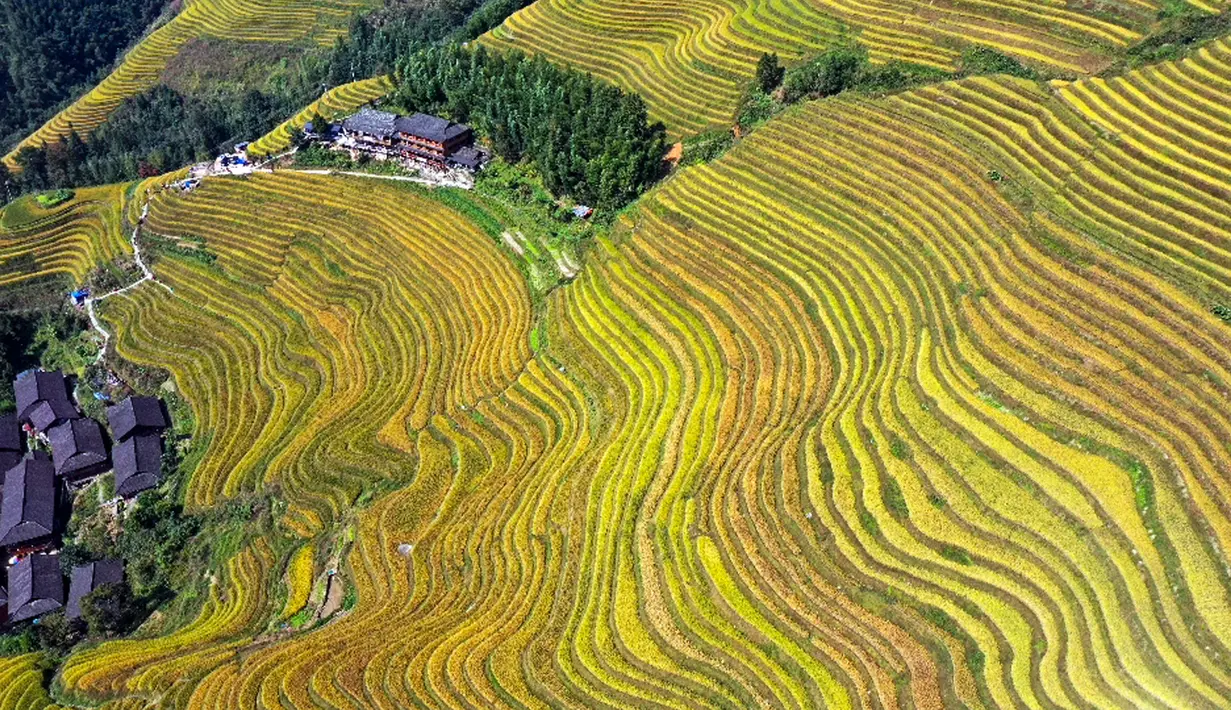 Foto dari udara yang diabadikan pada 12 Oktober 2020 ini menunjukkan pemandangan sawah terasering Longji di Wilayah Longsheng, Daerah Otonom Etnis Zhuang Guangxi, China selatan. (Xinhua/Wu Shengbin)