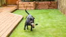 Pitbull memiliki daya cengkeram yang luar biasa pada rahangnya. Sekali menggigit, anjing ini tak akan mau melepaskan gigitannya sebelum mendapatkan apa yang dimau. Dan itulah yang disinyalir membuat gigitan pitbull sulit dilepaskan. (istockphoto.com)