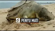 Warga temukan seekor penyu mati di pantai Somprasong, Chonburi, Thailand. Penyu tersebut ditemukan dalam kondisi mengenaskan, perutnya penuh dengan sampah plastik.