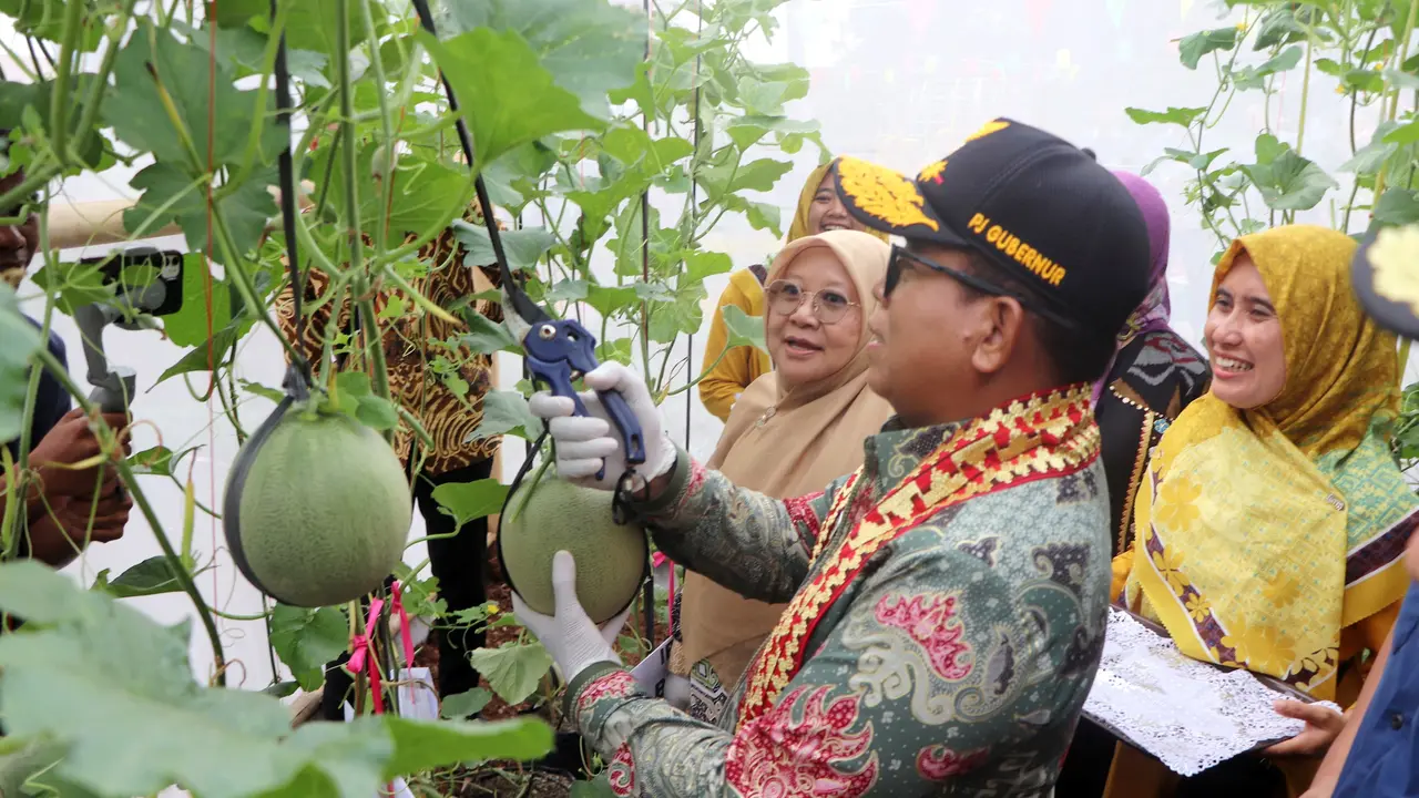 Pj Gubernur Lampung, Samsudin memanen melon milik ibu ibu kelompok wanita tani di Tanggamus, Lampung. Foto : (Ist).
