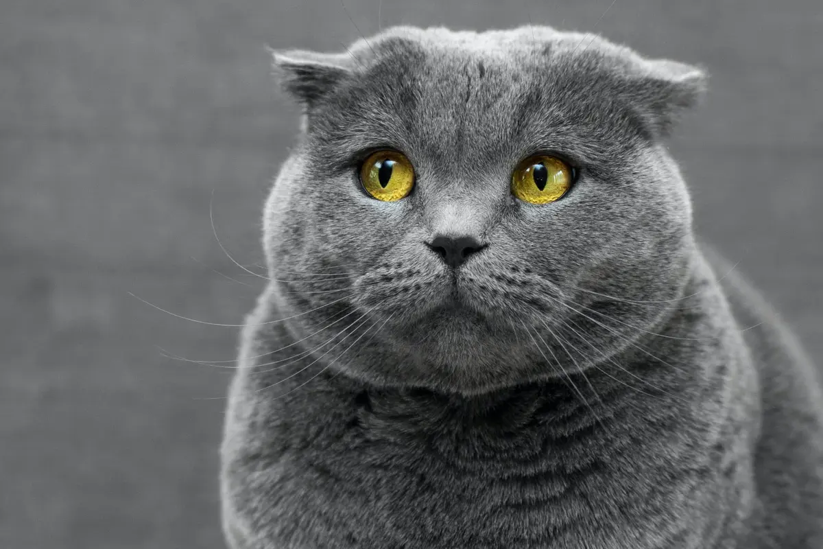 Kucing - Vania