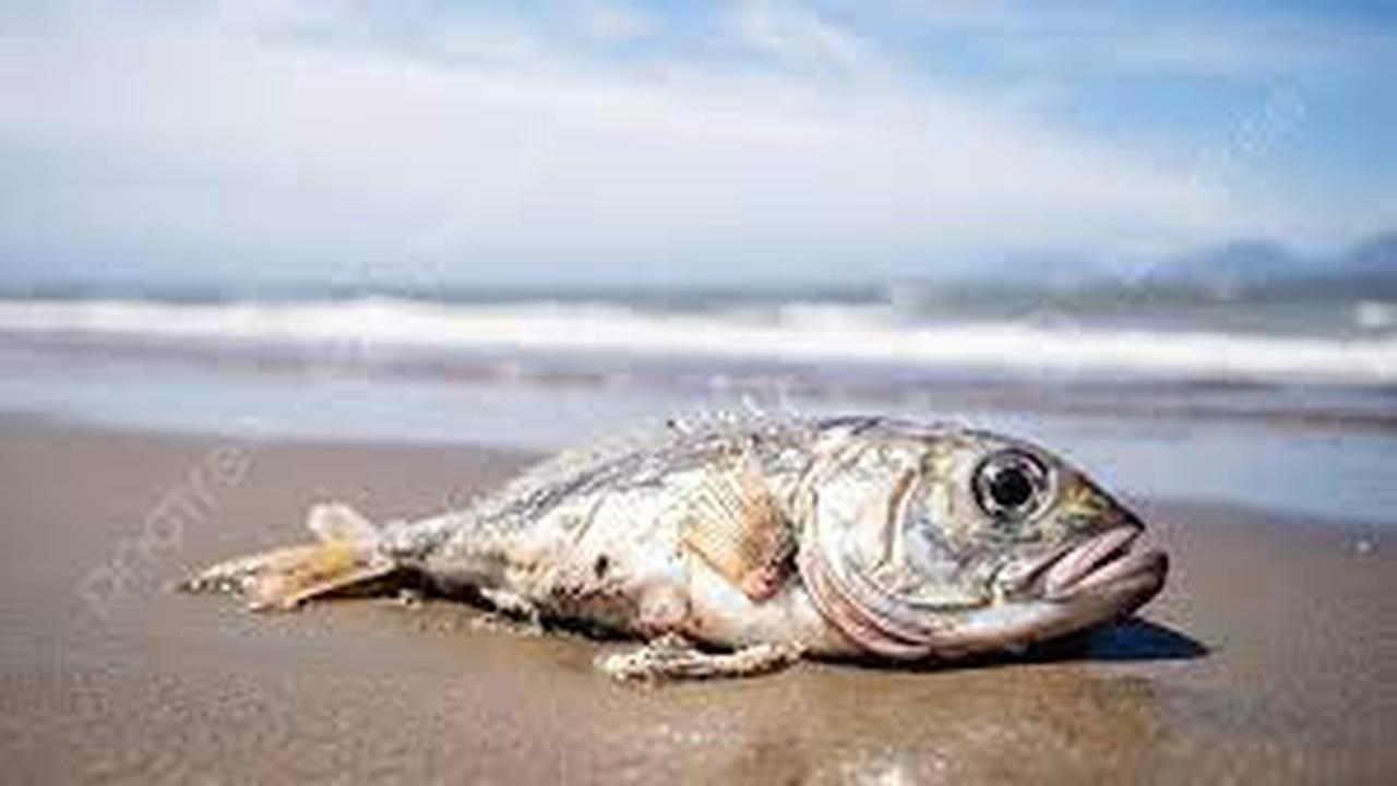 Ilustrasi Ikan Mati di Banyuwangi (Istimewa)