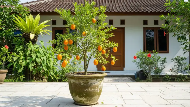 Pohon Buah dalam Pot Bentuk Rapi untuk Penghias Teras