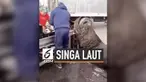 Singa laut berukuran besar tiba-tiba mendekati manusia yang tengah berjualan ikan di pesisir pantai Amerika Selatan. Tujuannya agar diberikan ikan oleh para penjual.