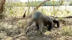 Beredar sebuah rekaman komodo memakan seekor monyet di media sosial.