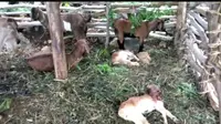 Pada beberapa hari yang lalu setidaknya ada 15 ekor kambing milik warga di 2 lokasi yang menjadi sasaran hewan misterius tersebut. Ada dalam satu kandang mati semua yang berjumlah 7 ekor kambing, namun satu kandang lainya yang berjumlah 8 ekor dalam keadaan luka luka dan 3 diantarannya Mati.