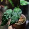 16 Tanaman Hias dengan Daun Mirip Lukisan yang Cocok Jadi Koleksi, Bikin Rumah Estetik
