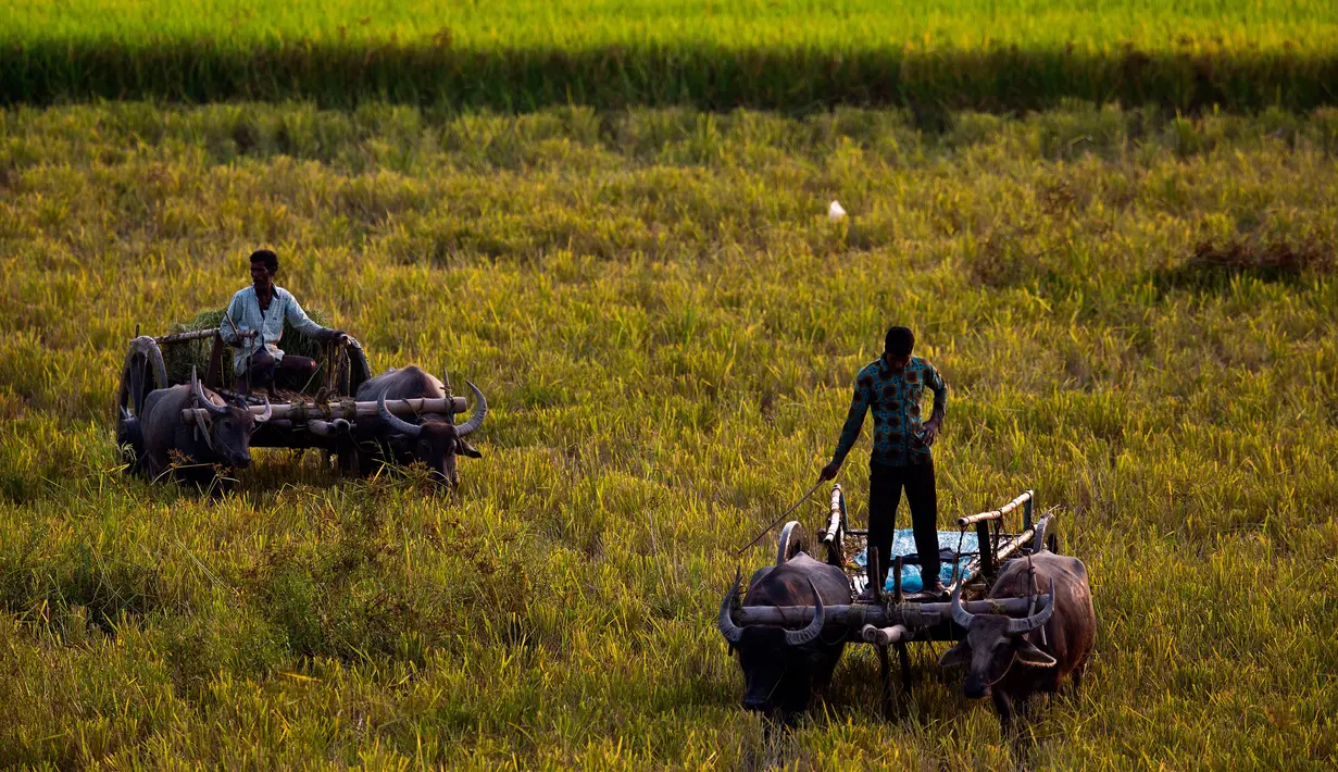 Para petani menggunakan gerobak kerbau untuk mengumpulkan padi di sawah di pinggiran Gauhati, India, Senin (27/5/2019). Lebih dari 70 persen penduduk India yang berjumlah 1,25 miliar terlibat dalam pertanian. (AP Photo/Anupam Nath)