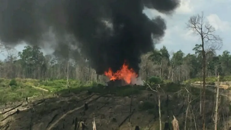 TNI dan Polri Bersenjata Bakar Markas Pembakar Hutan 100 Ha