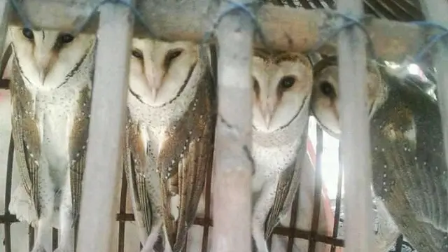 Rumah Burung Hantu