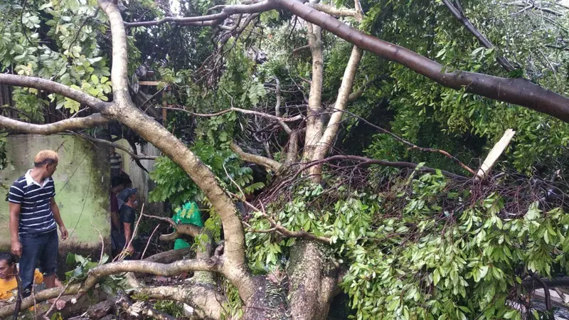 Rumah warga rusak tertimpa pohon