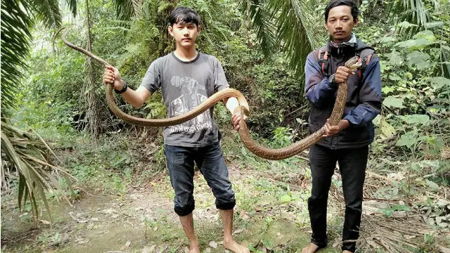 Aksi Mendebarkan Amar Menaklukkan King Cobra di Sungai