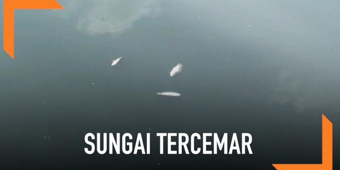 VIDEO: Diduga Tercemar Limbah Ribuan Ikan Mati di Kali Ancol