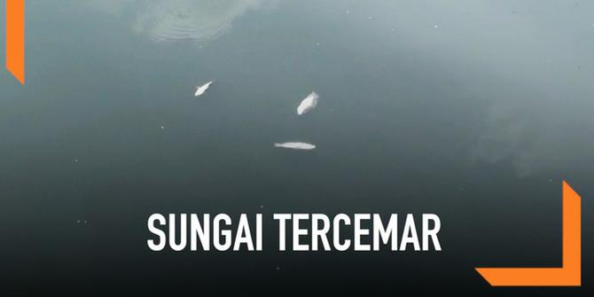 VIDEO: Diduga Tercemar Limbah Ribuan Ikan Mati di Kali Ancol
