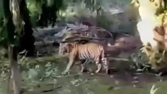 Keberadaan seekor harimau Sumatera terekam kamera ponsel warga Desa Tanjung Simpang, Kecamatan Pelangiran, Indragiri Hilir, Riau.