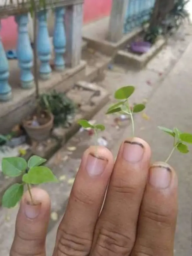 Kocak Abis, 6 Tanaman Ini Punya Pot Anti Mainstream yang Bikin Ngakak