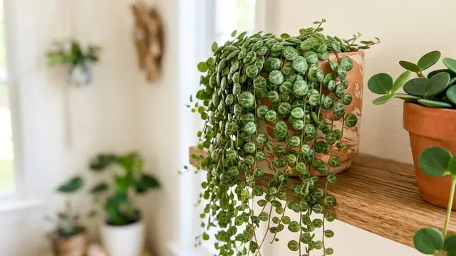 Jenis Tanaman Hias Daun Kecil