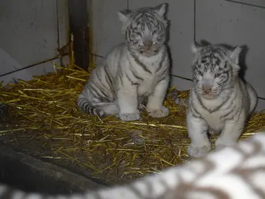 Tiga anak harimau putih berdiri di dekat induk mereka, Orissa, di taman zoologi Amneville, Prancis timur laut pada 9 Maret 2020. Tiga ekor harimau putih itu lahir pada 5 Januari 2020 lalu dengan dua ekor berjenis jantan dan seekor betina. (JEAN-CHRISTOPHE VERHAEGEN / AFP)