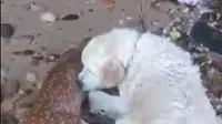 Anjing Mulia Ini Selamatkan Nyawa Anak Rusa  