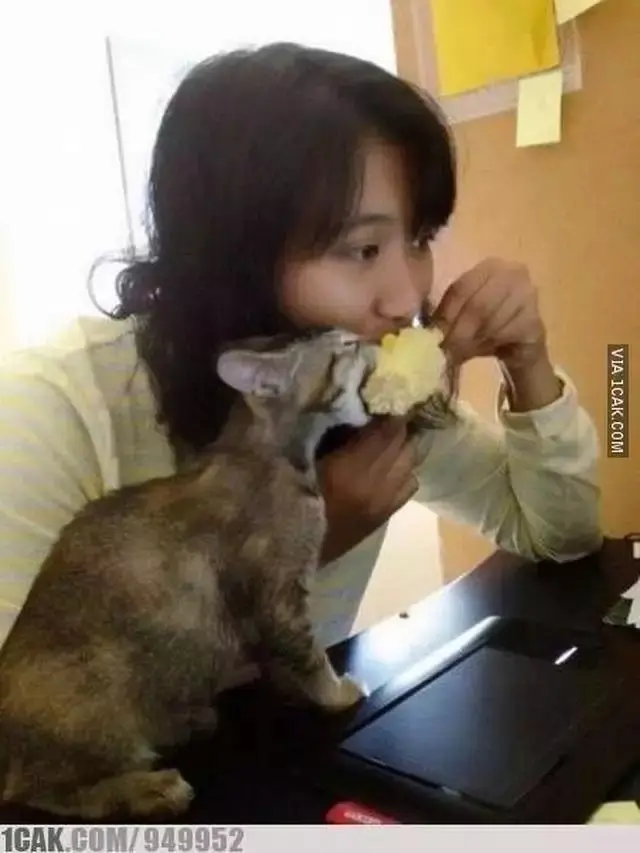 10 Potret Kucing Diam-Diam Curi Makanan Ini Bikin Geleng Kepala