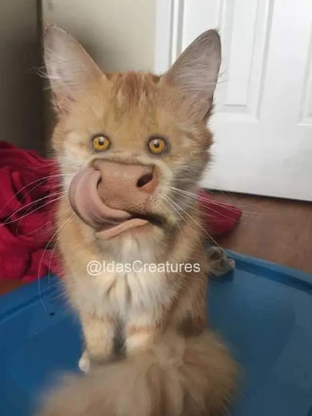 6 Editan Foto Kucing Ini Bikin Tepuk Jidat, Idenya Kelewat Unik