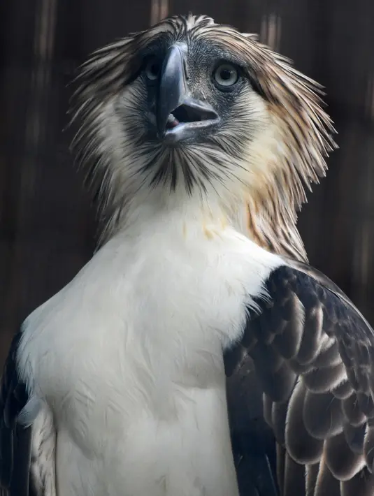 Seekor elang jantan Filipina bernama Geothermica terlihat di Jurong Bird Park, Singapura, Rabu (27/11/2019).  Burung elang ini memiliki lebar sayap hampir mencapai 2 meter, menurut data konservasi populasi hewan ini tersisa sekitar 800 ekor di alam liar. (AFP Roslan Rahman)