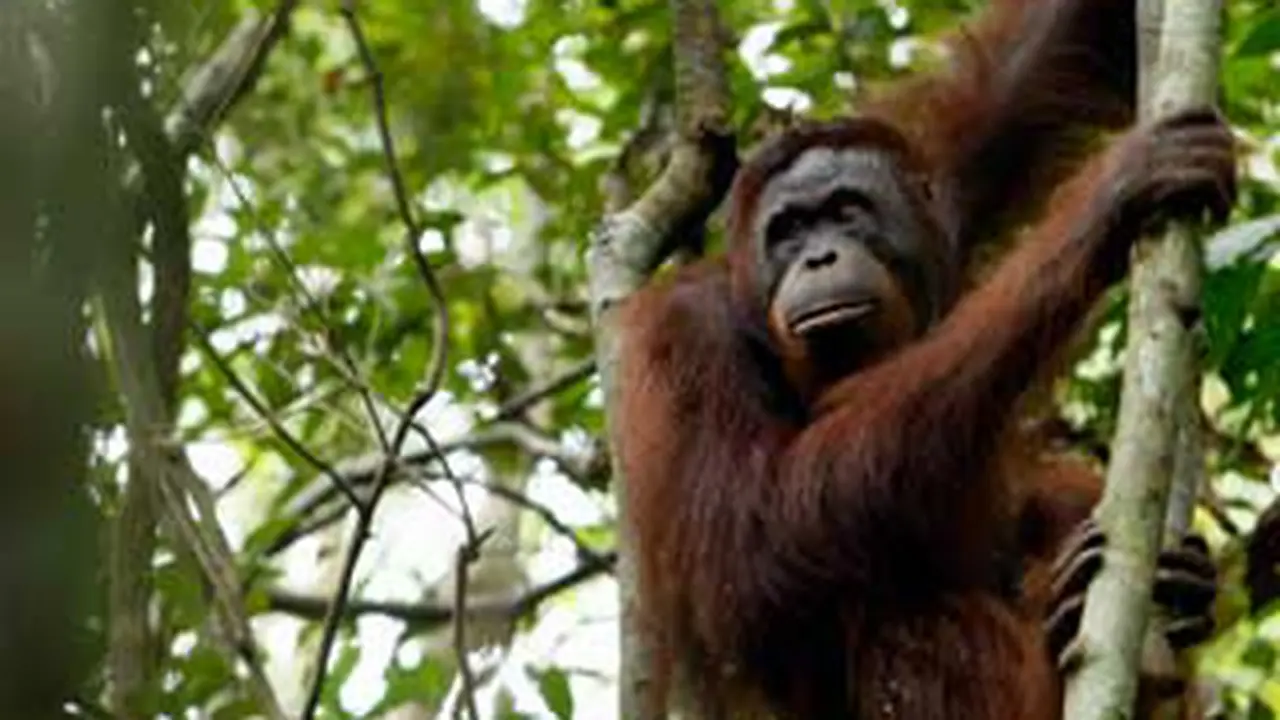 111123borang-utan.jpg