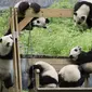 Panda di tempat penitipan Lembaga Penelitian Chengdu, Cina (sumber. lostateminor.com)