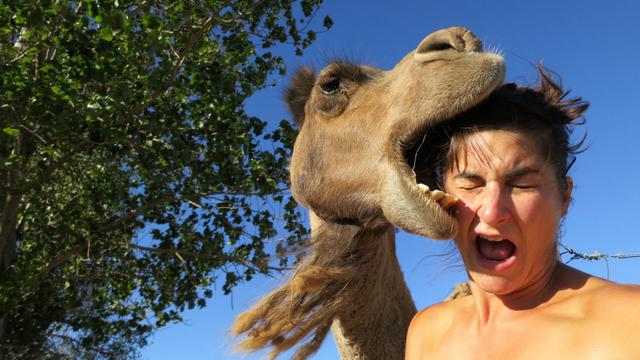 Mendadak Agresif Unta Ini Gigit Kepala Tuannya Hingga Putus Citizen6 Liputan6 Com